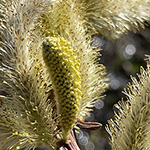 Salix udensis - Sachalin-Weide