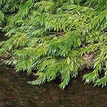 Salix udensis - Sachalin-Weide
