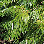 Salix udensis - Sachalin-Weide