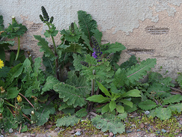 Salvia verbenaca