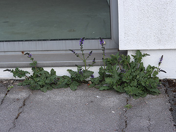 Salvia verbenaca