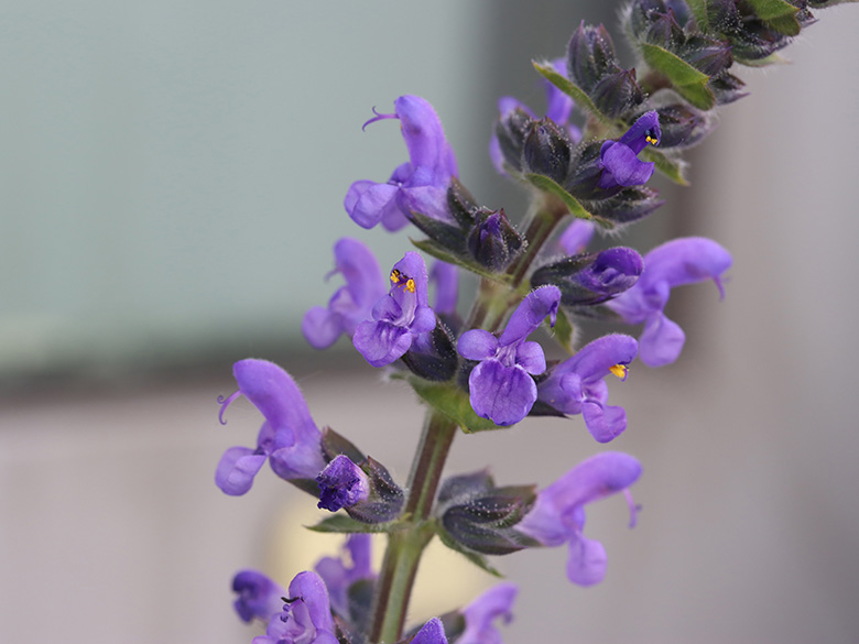 Salvia verbenaca