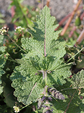 Salvia verbenaca