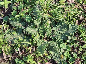 Salvia verbenaca
