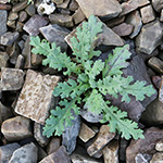 Senecio sylvaticus - Wald-Greiskraut