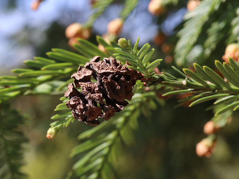 Sequoia sempervirens