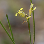 Sisymbrium orientale - Orientalische Rauke
