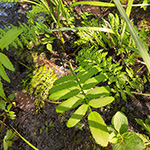 Sium latifolium - Breitblättriger Merk