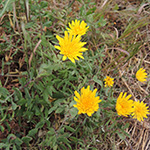 Sonchus tenerrimus - Zarte Gänsedistel