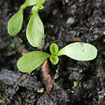 Succisa pratensis - Teufelsabbiss