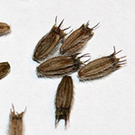 Succisa pratensis - Teufelsabbiss