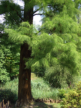 Taxodium distichum intricatum