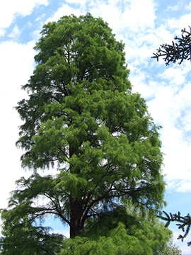 Taxodium distichum intricatum