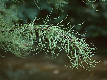 Taxodium distichum intricatum