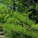 Taxodium distichum var. imbricarium - Aufrechte Sumpfzypresse