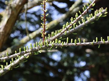 Taxodium distichum intricatum