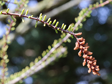 Taxodium distichum intricatum