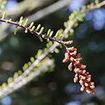 Taxodium distichum var. imbricarium - Aufrechte Sumpfzypresse