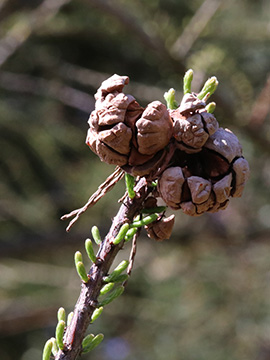 Taxodium distichum intricatum