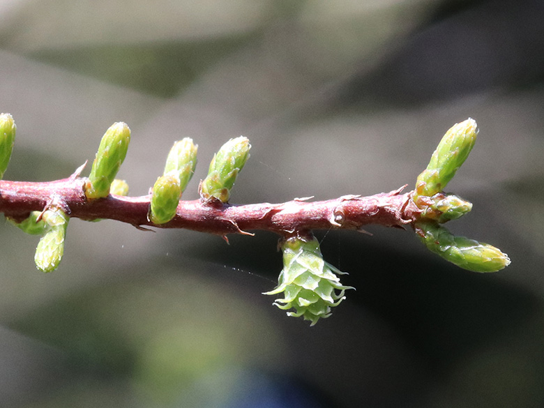 Taxodium distichum intricatum