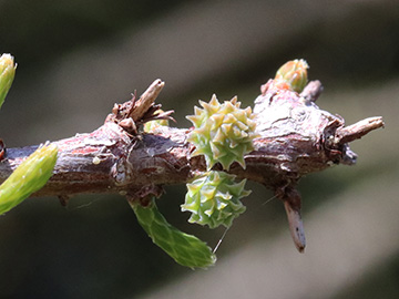 Taxodium distichum intricatum