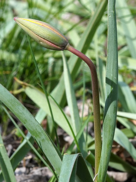 Tulipa sylvestris