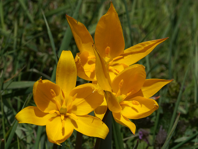 Tulipa sylvestris