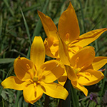 Tulipa sylvestris subsp. sylvestris - Wilde-Tulpe