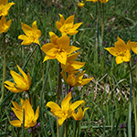 Tulipa sylvestris subsp. sylvestris - Wilde-Tulpe