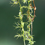 Utricularia minor - Kleiner Wasserschlauch