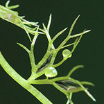 Utricularia minor - Kleiner Wasserschlauch
