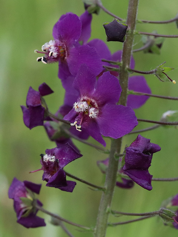 Verbascum phoeniceum phoeniceum