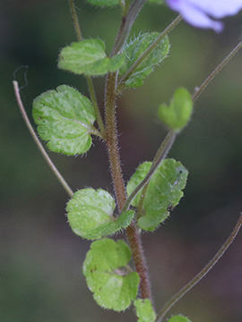 Veronica filiformis