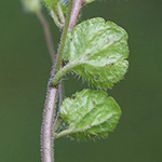 Veronica filiformis - Faden-Ehrenpreis
