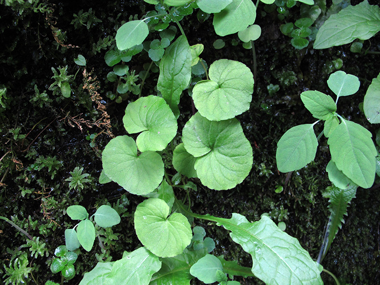 Viola biflora
