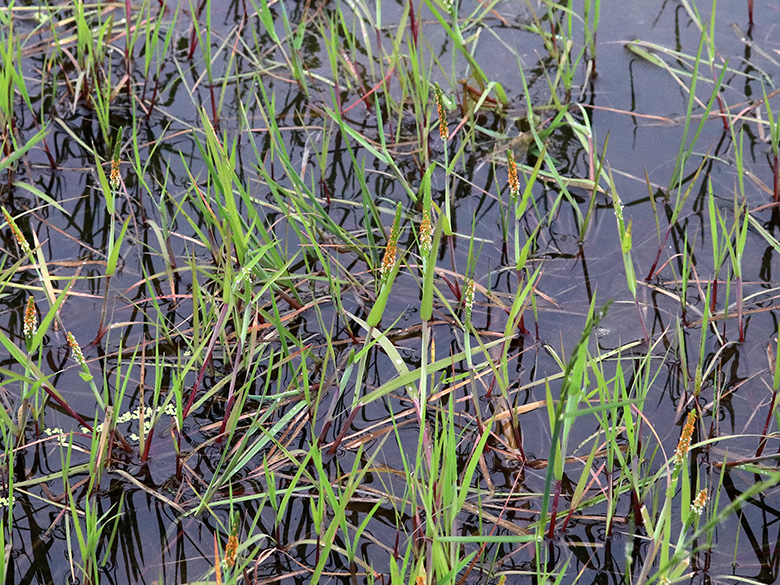 Alopecurus aequalis