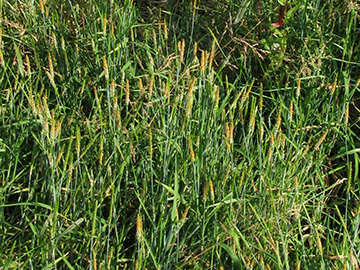 Alopecurus aequalis