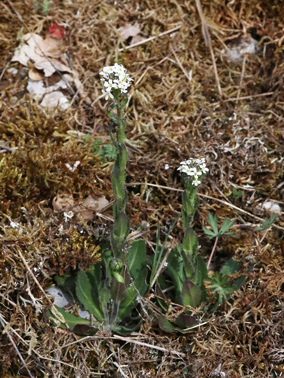 Arabis hirsuta