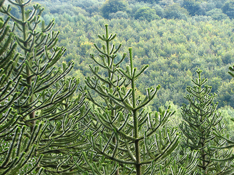 Araucaria araucana