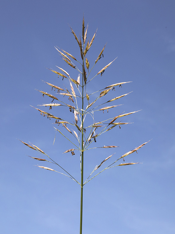 Bromus riparius