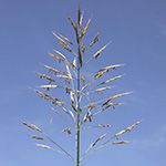 Bromus riparius