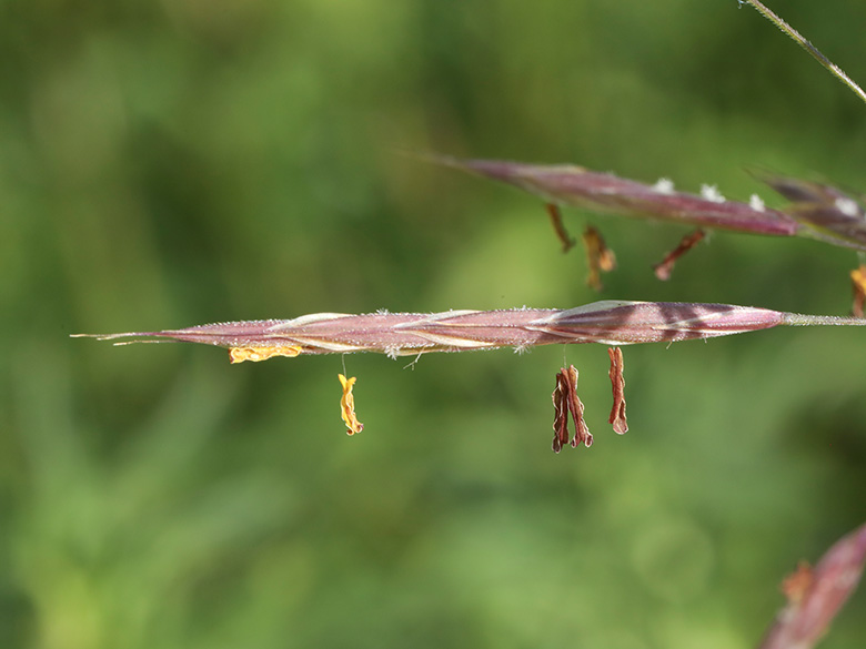 Bromus riparius