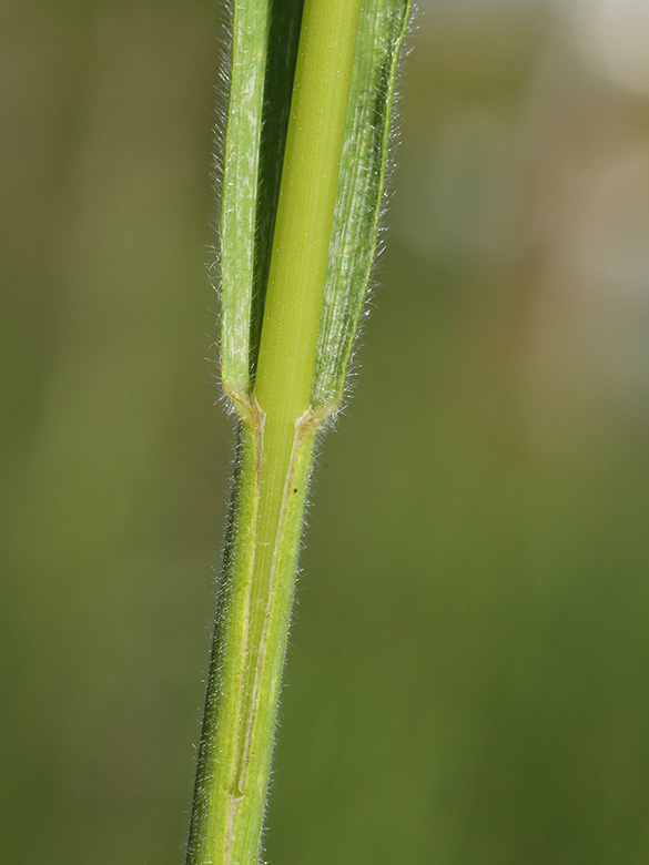 Bromus riparius