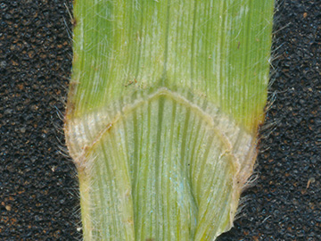Bromus riparius