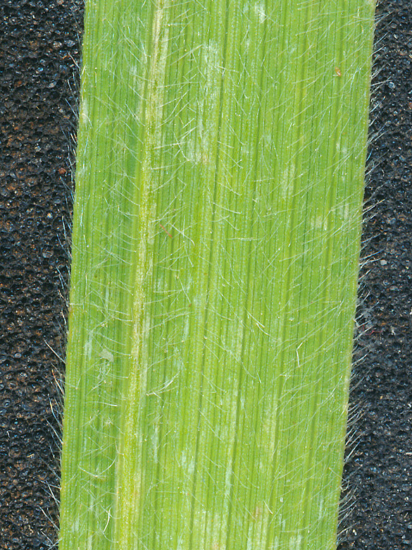 Bromus riparius