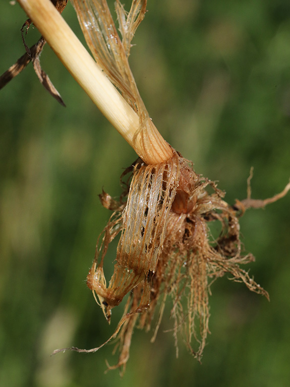 Bromus riparius