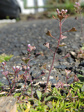 Capsella rubella