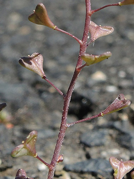 Capsella rubella