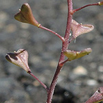 Capsella rubella
