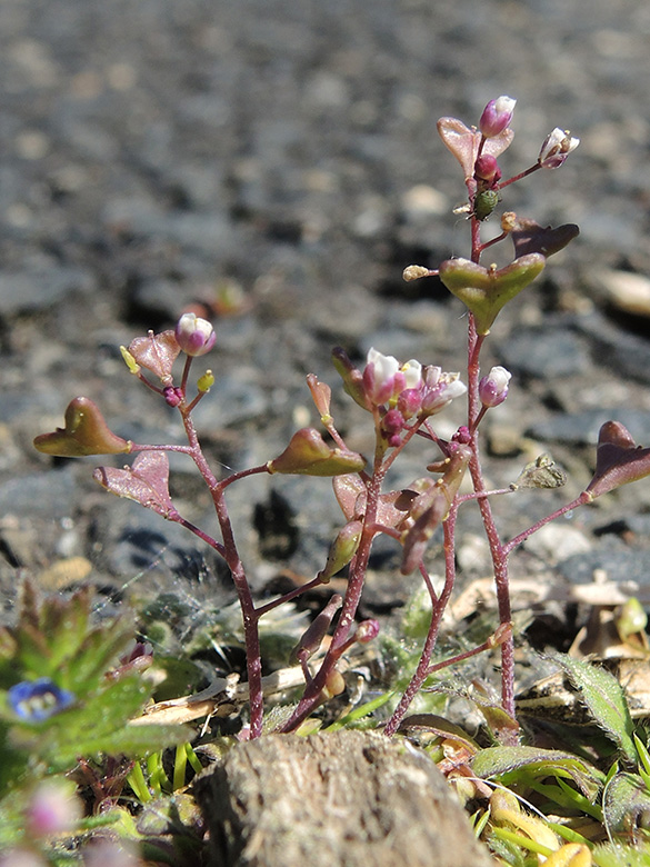 Capsella rubella